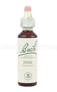 E-shop Pine - Borovica lesná 20 ml - bachove kvapky